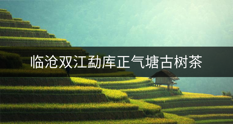 臨滄雙江勐庫(kù)正氣塘古樹(shù)茶 臨滄雙江勐庫(kù)正氣塘古樹(shù)茶