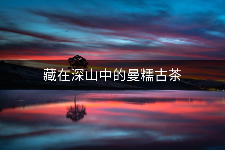 藏在深山中的曼糯古茶