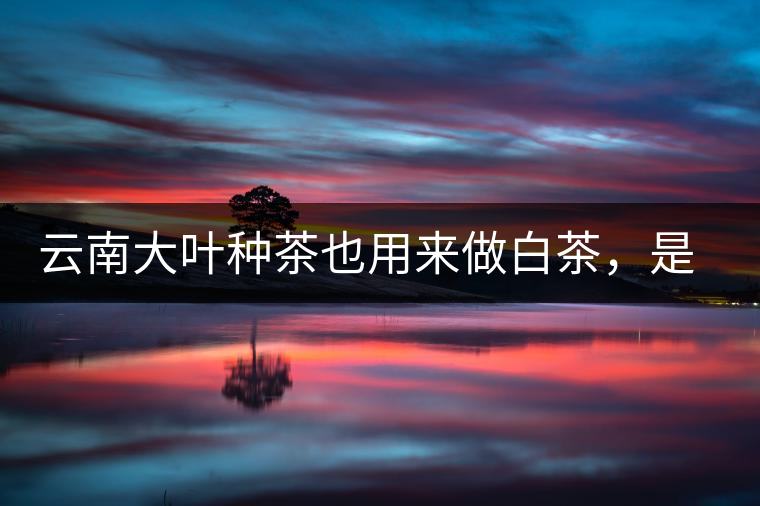 云南大葉種茶也用來做白茶，是真的好喝嗎？