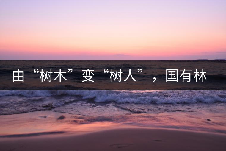 由“樹木”變“樹人”，國有林普洱茶為什么越來越受歡迎？