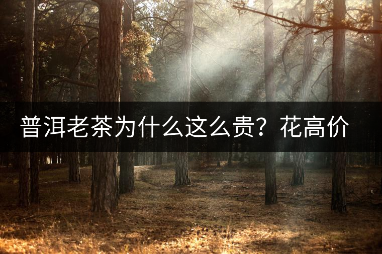 普洱老茶為什么這么貴？花高價(jià)買值嗎？