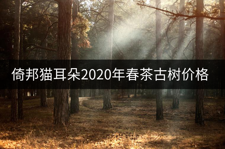 倚邦貓耳朵2020年春茶古樹價格特點 倚邦貓耳朵2020年春茶古樹價格特點