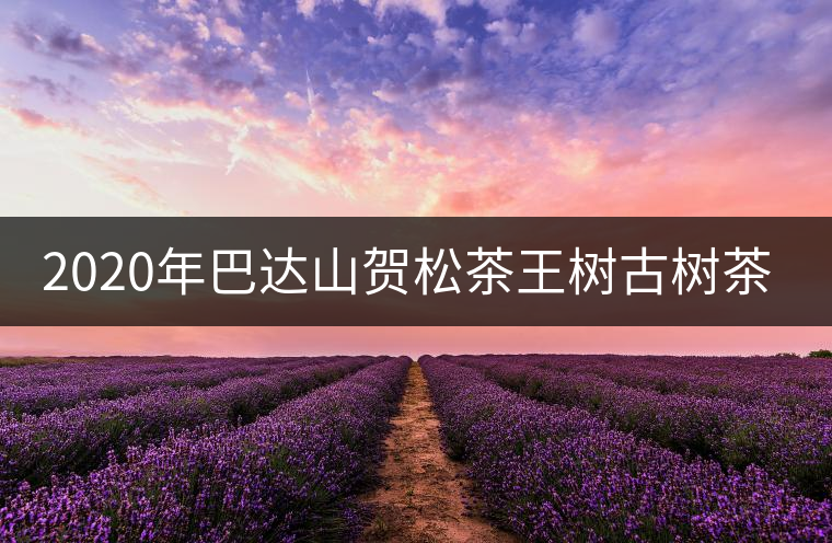 2020年巴達(dá)山賀松茶王樹古樹茶特點
