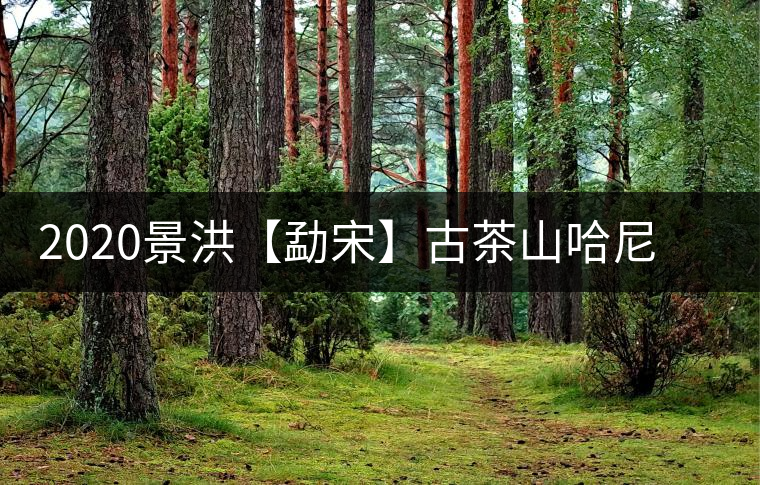 2020景洪【勐宋】古茶山哈尼年“嘎湯帕”圓滿結(jié)束，我們明年見(jiàn)