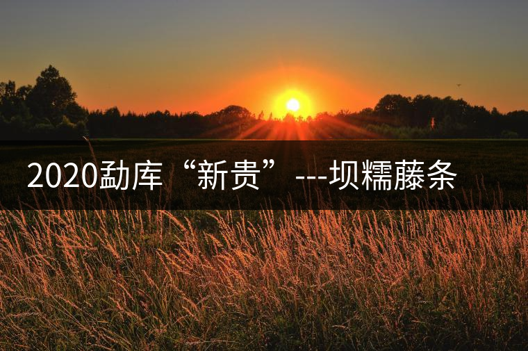 2020勐庫(kù)“新貴”---壩糯藤條茶，是如何一夜爆紅的？