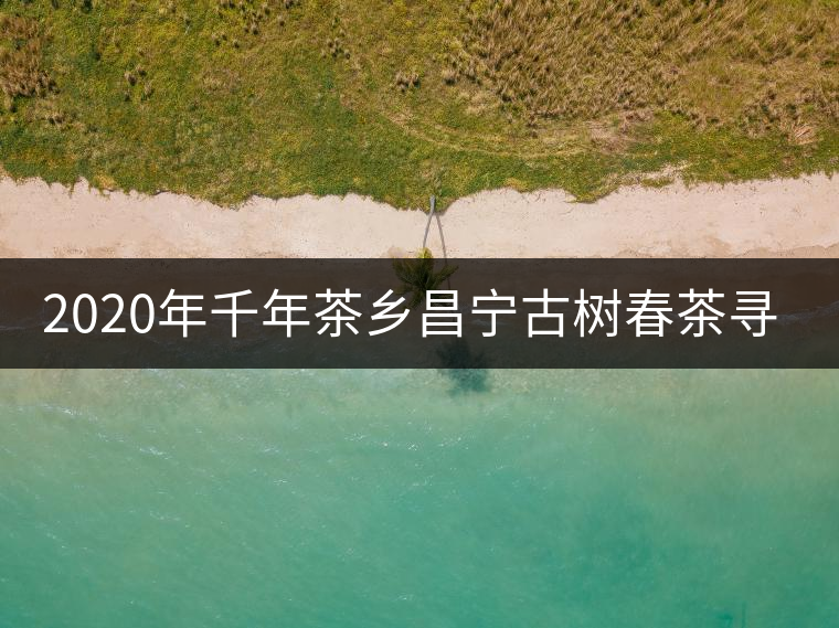 2020年千年茶鄉(xiāng)昌寧古樹(shù)春茶尋茶記