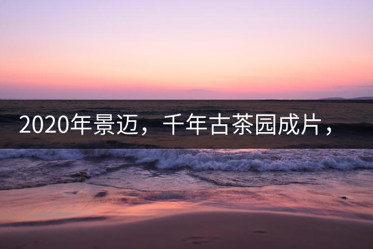 2020年景邁，千年古茶園成片，蘭花香堪稱(chēng)一絕！