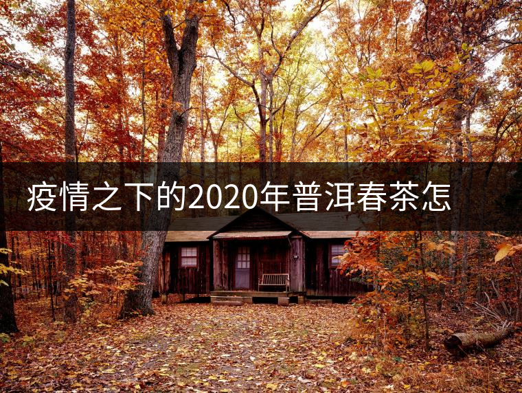 疫情之下的2020年普洱春茶怎么辦？春天會遲到，但一定會來