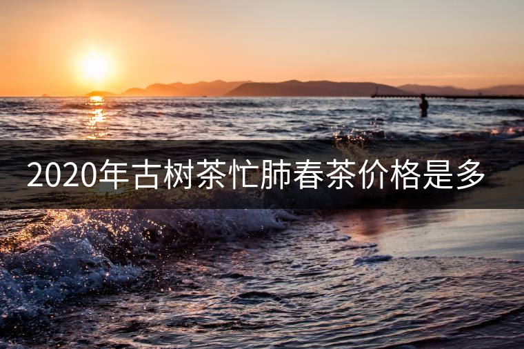 2020年古樹茶忙肺春茶價格是多少？
