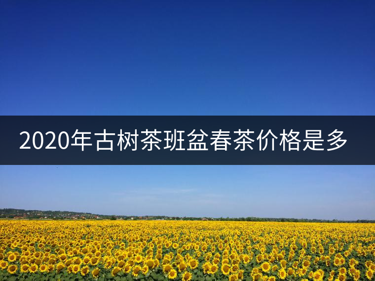 2020年古樹茶班盆春茶價格是多少？