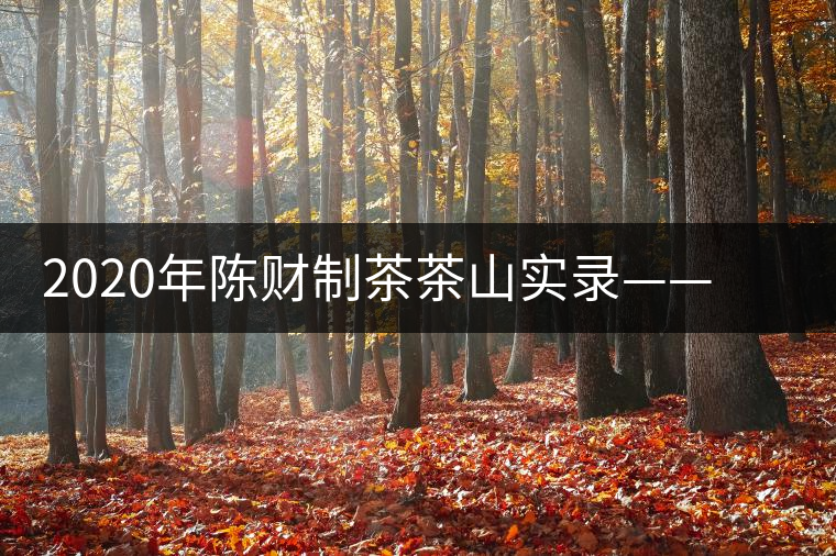 2020年陳財制茶茶山實(shí)錄——遺世獨(dú)立的高桿古樹
