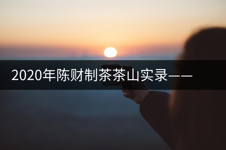 2020年陳財(cái)制茶茶山實(shí)錄——蟒蛇河畔的蟒王箐