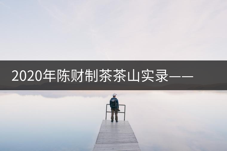 2020年陳財制茶茶山實(shí)錄——演員多如牛毛的老班章 2020年陳財制茶茶山實(shí)錄——演員多如牛毛的老班章