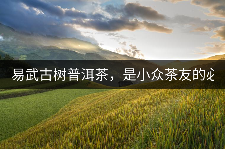 易武古樹普洱茶，是小眾茶友的必選？