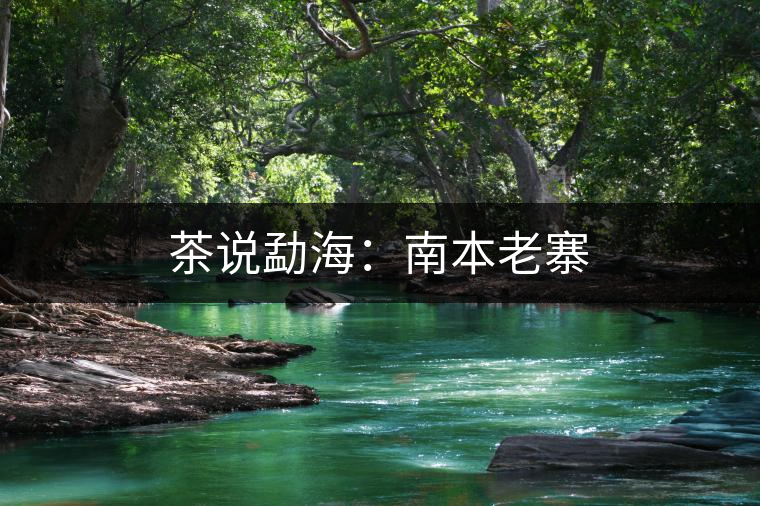 茶說勐海:南本老寨 茶說勐海:南本老寨