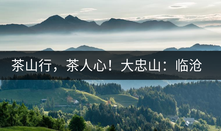 茶山行，茶人心！大忠山：臨滄之龍，雪山之熊