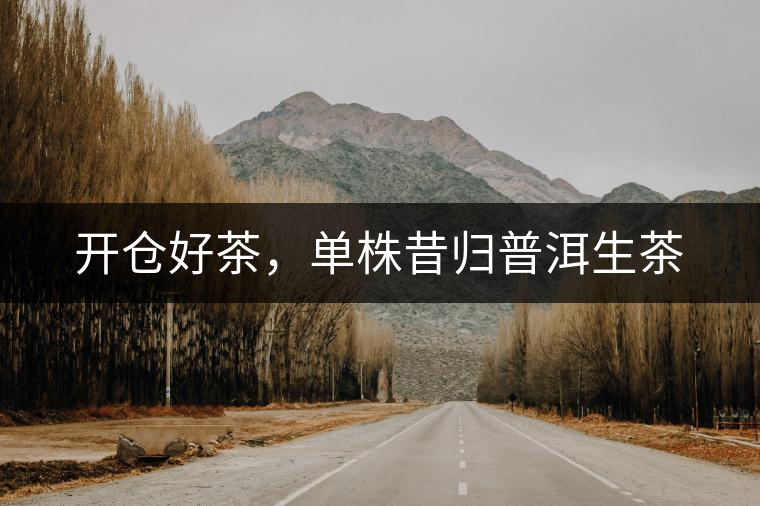 開倉好茶，單株昔歸普洱生茶