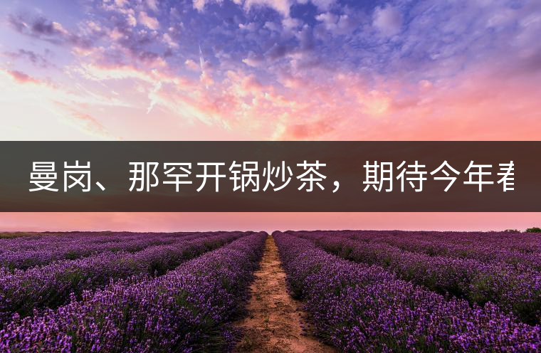 曼崗、那罕開鍋炒茶，期待今年春茶！