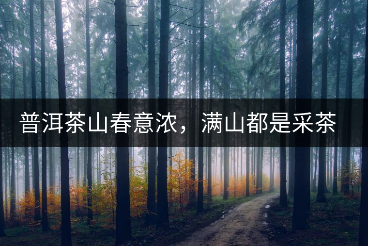 普洱茶山春意濃，滿(mǎn)山都是采茶人