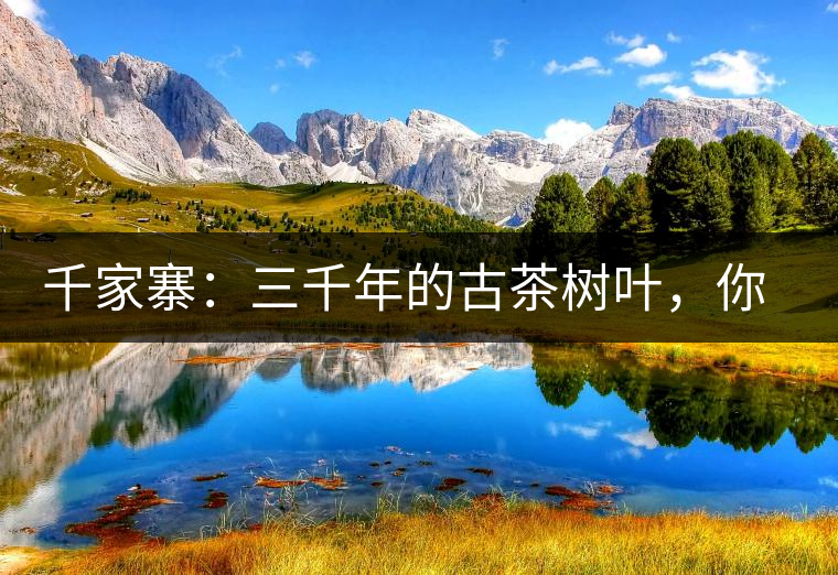 千家寨：三千年的古茶樹葉，你還有機會喝到嗎？