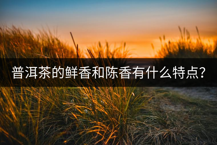 普洱茶的鮮香和陳香有什么特點? 普洱茶的鮮香和陳香有什么特點?