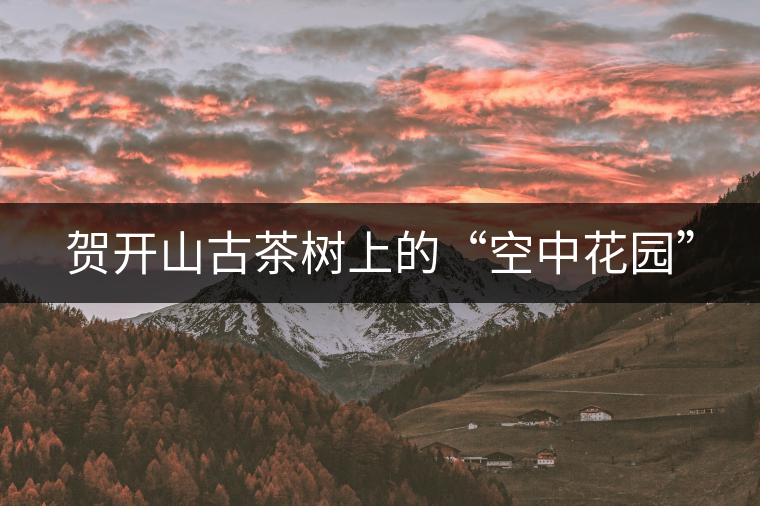 賀開(kāi)山古茶樹(shù)上的“空中花園” 賀開(kāi)山古茶樹(shù)上的“空中花園”