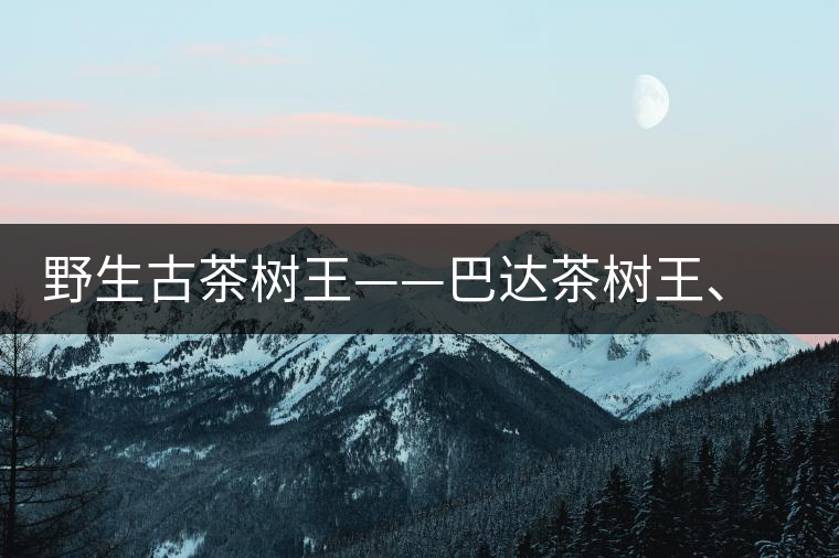 野生古茶樹(shù)王——巴達(dá)茶樹(shù)王、千家寨茶樹(shù)王及錦繡茶祖