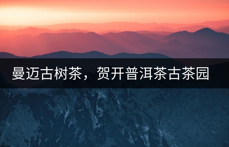 曼邁古樹茶，賀開普洱茶古茶園的華彩綻放