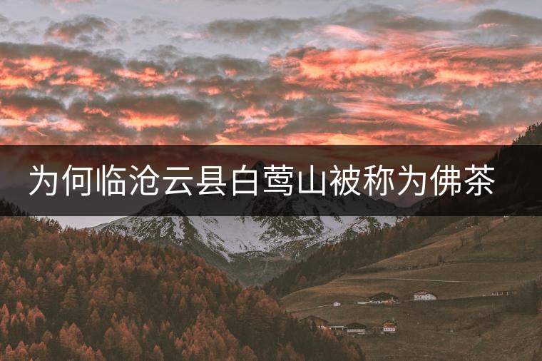 為何臨滄云縣白鶯山被稱為佛茶圣地？