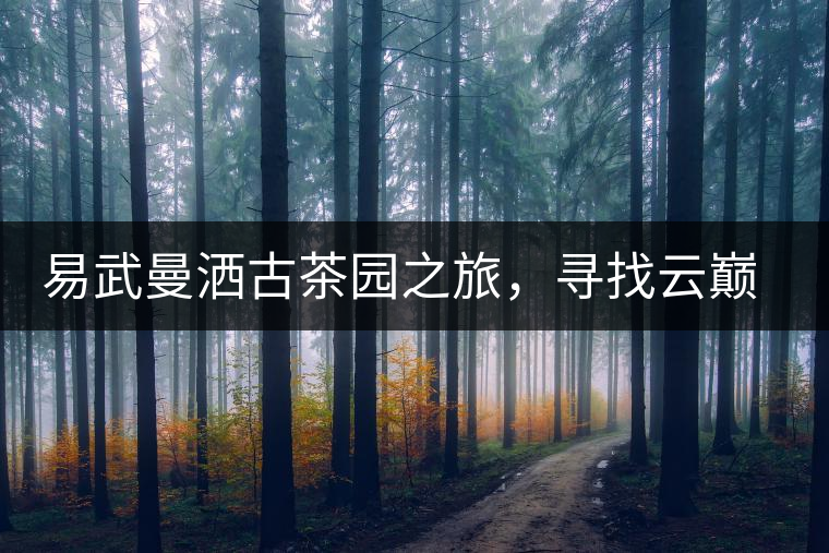 易武曼灑古茶園之旅，尋找云巔上的好茶