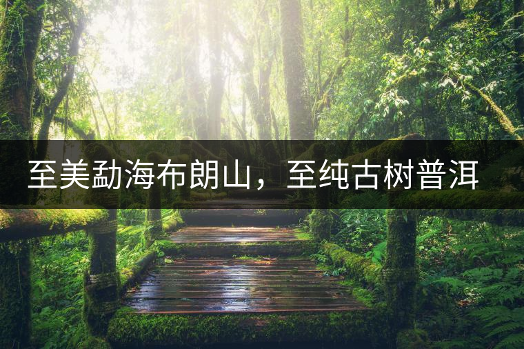 至美勐海布朗山，至純古樹普洱茶