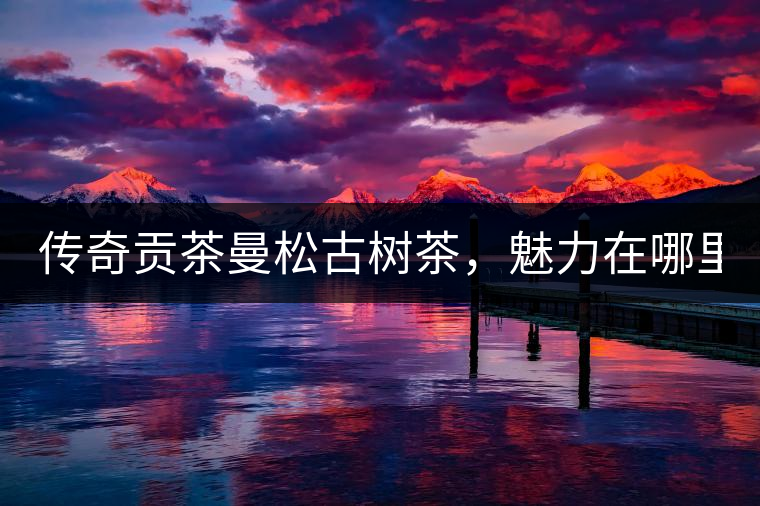 傳奇貢茶曼松古樹茶，魅力在哪里？