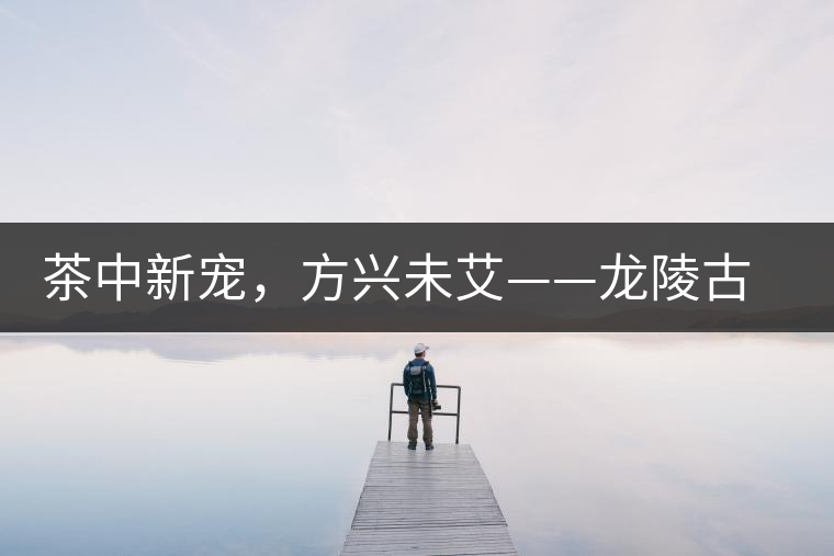 茶中新寵，方興未艾——龍陵古樹(shù)茶介紹