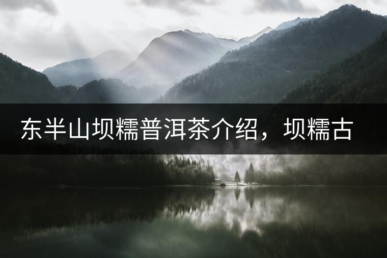 東半山壩糯普洱茶介紹，壩糯古樹茶口感特點(diǎn)