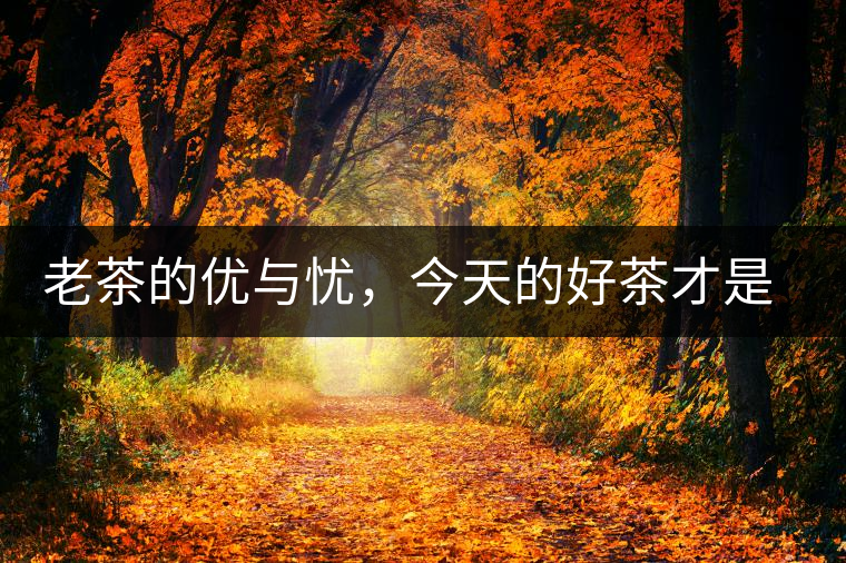 老茶的優(yōu)與憂，今天的好茶才是將來(lái)真正的老茶