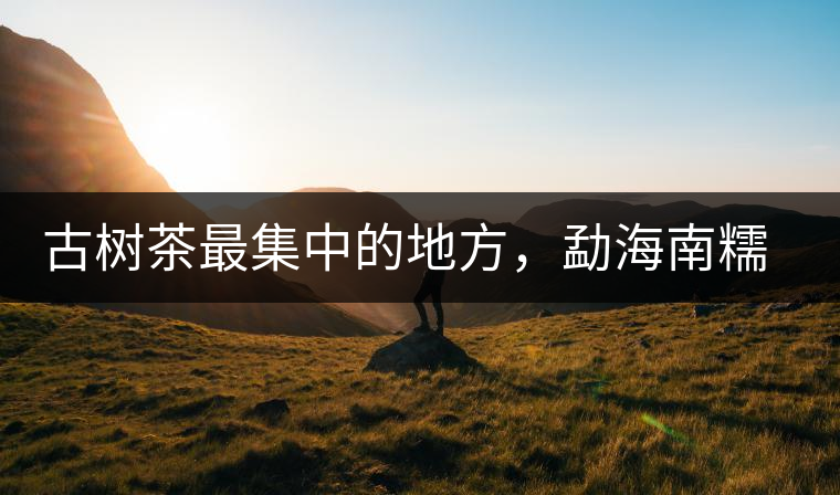 古樹(shù)茶最集中的地方，勐海南糯山古茶山介紹