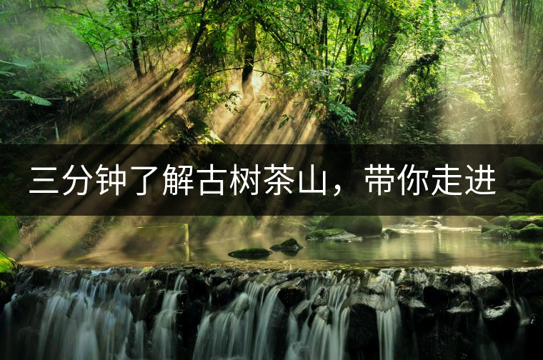 三分鐘了解古樹茶山，帶你走進(jìn)易武大漆樹古樹茶