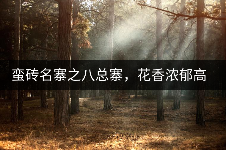 蠻磚名寨之八總寨，花香濃郁高揚(yáng)