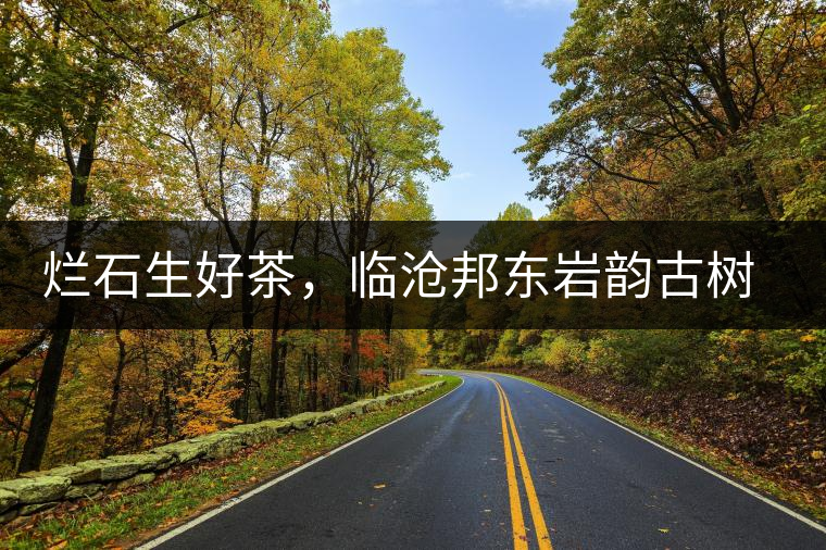 爛石生好茶，臨滄邦東巖韻古樹普洱茶