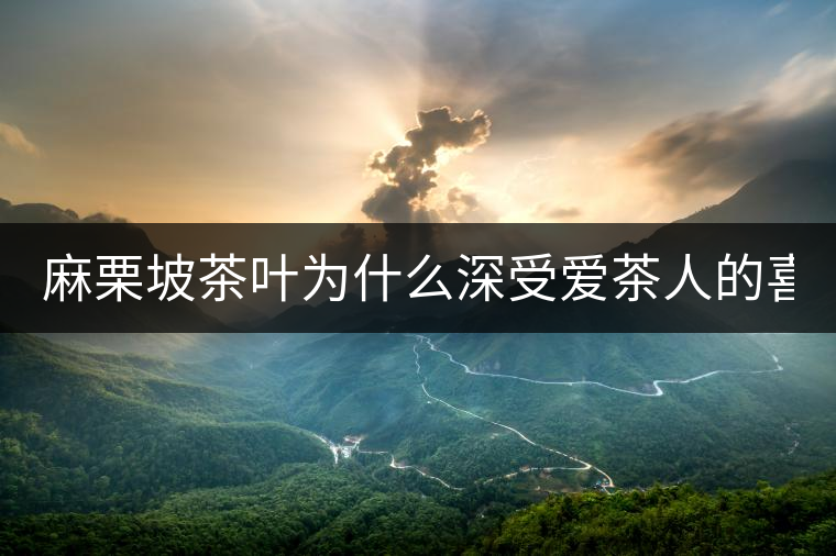 麻栗坡茶葉為什么深受愛(ài)茶人的喜愛(ài)？