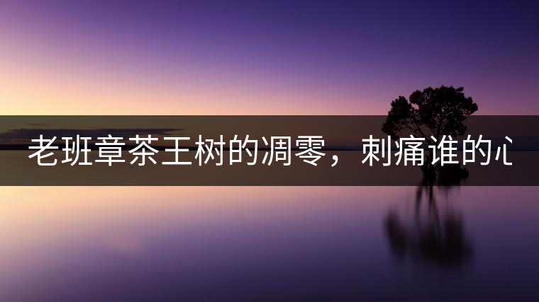 老班章茶王樹的凋零，刺痛誰的心？