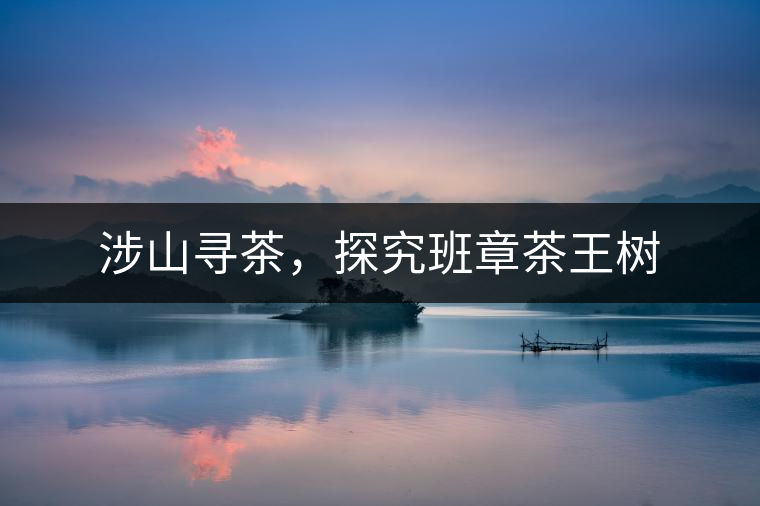 涉山尋茶，探究班章茶王樹