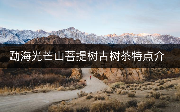 勐海光芒山菩提樹古樹茶特點(diǎn)介紹