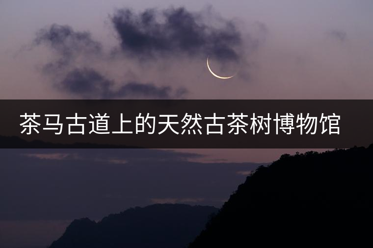 茶馬古道上的天然古茶樹博物館——白鶯山古茶園