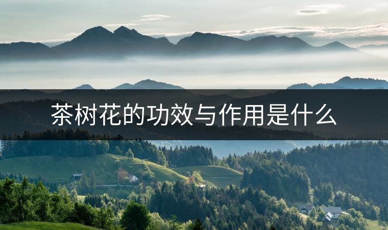 茶樹(shù)花的功效與作用是什么