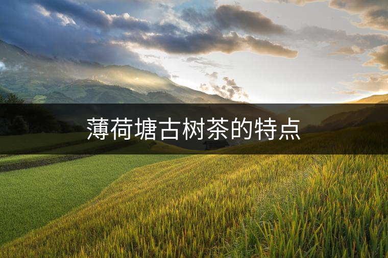 薄荷塘古樹(shù)茶的特點(diǎn)