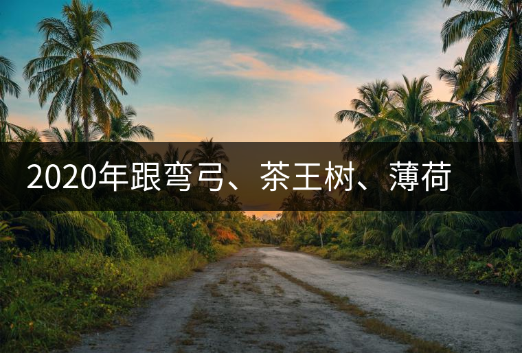 2020年跟彎弓、茶王樹、薄荷塘屬于同一山脈的神秘山頭-易武中聘號