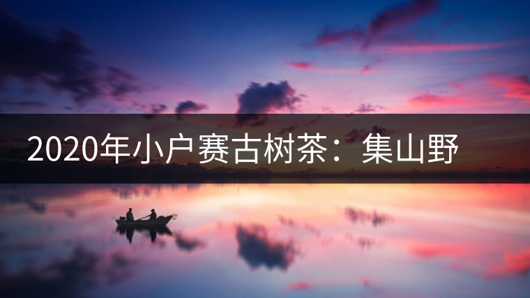 2020年小戶賽古樹茶:集山野氣韻,柔中帶霸氣-易武中聘號 2020年小戶賽古樹茶:集山野氣韻,柔中帶霸氣-易武中聘號