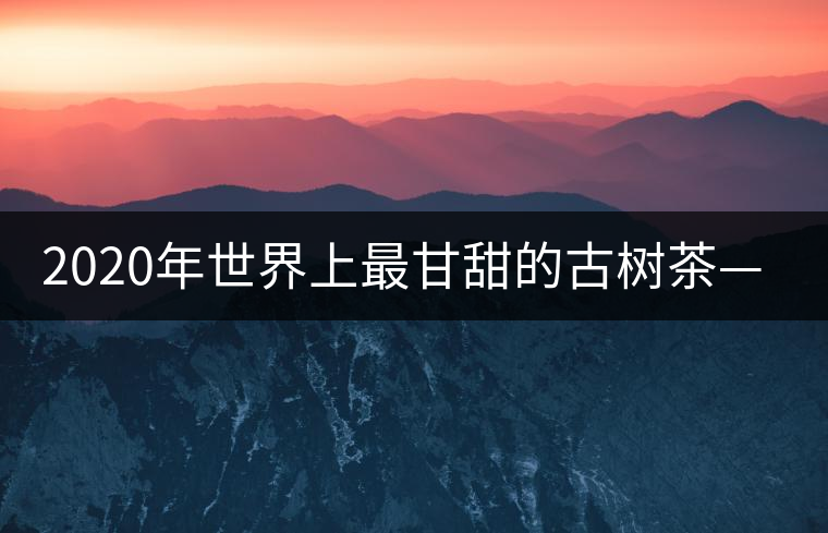 2020年世界上最甘甜的古樹茶—黃草壩古茶-易武中聘號