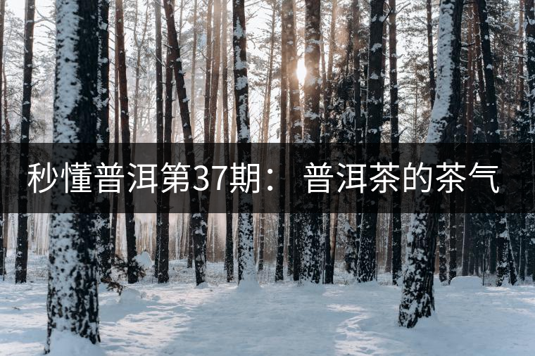 秒懂普洱第37期: 普洱茶的茶氣到底是什么? 秒懂普洱第37期: 普洱茶的茶氣到底是什么?